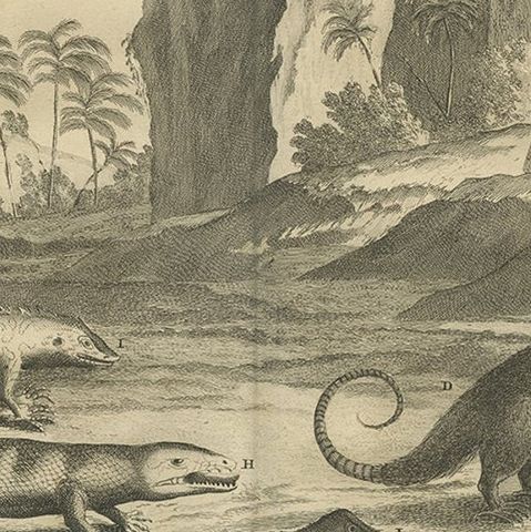 Antique Print Depicting a Cuscus, Chameleon and other Lizzards and Animals, 1726, close-up 2
