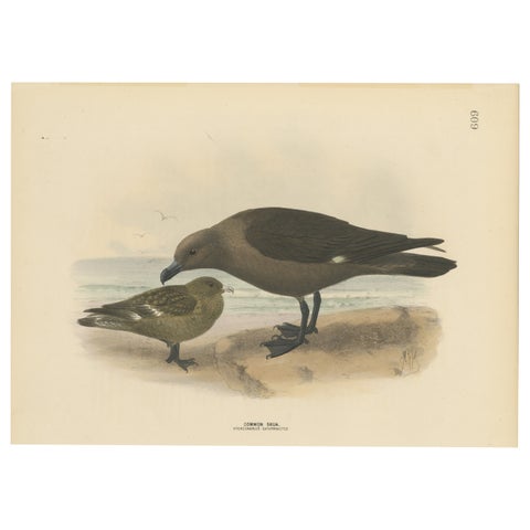 The Common Skua: Hand-colored from Dresser's Birds of Europe (1871-1896)