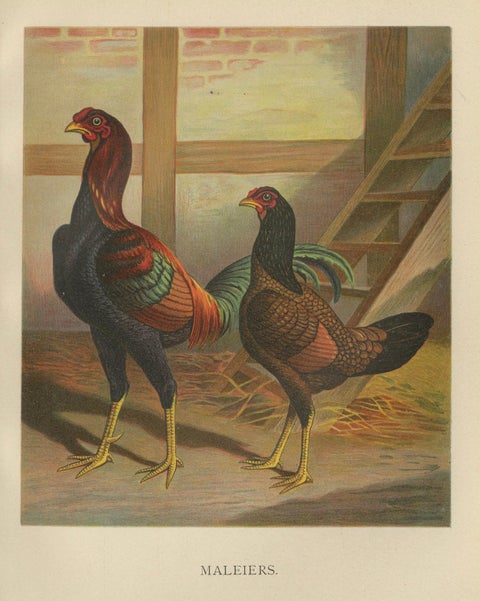 The Striking Malay Chicken - A Rare 19th Century Poultry Lithograph, close-up 3