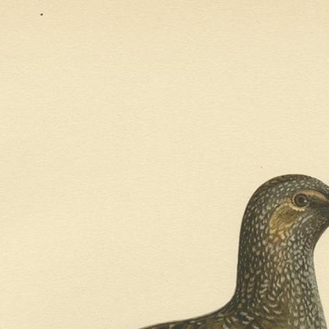 Antique Bird Print of the Spotted Crake by Von Wright '1929', close-up 1