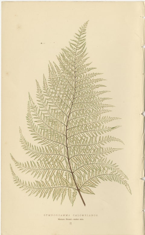 Antique Victorian Fern Botanical Prints, Gymnogramma Plates Wall Art 1856, view 3