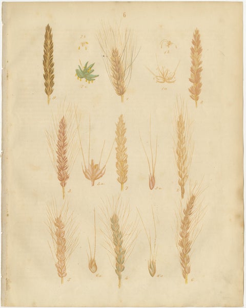 Antique Wheat and Barley Botanical Plates, Agricultural Crops, Calwer 1852, view 2