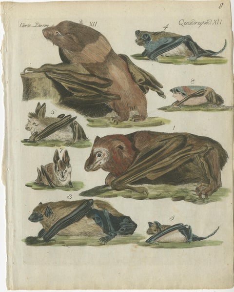 Hand Colored Antique Print of Flying Foxes and Bats, circa 1820, view 2