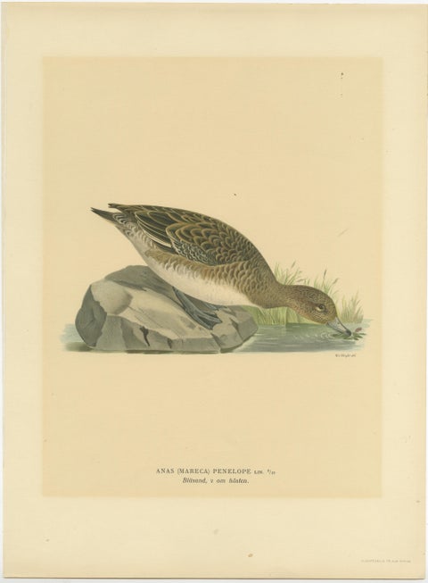 Autumn Repose: Old Bird Print of The Eurasian Wigeon by Magnus von Wright, 1929, view 2