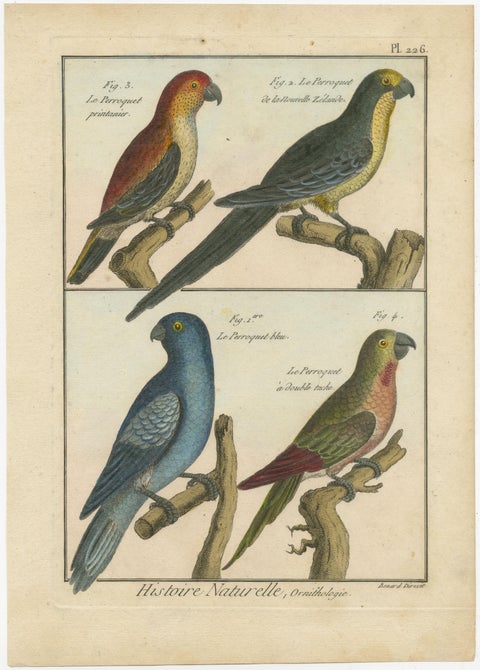 Richly Hand-Colored, Authentic Copper Engraving of 4 Parrots(1792), view 2