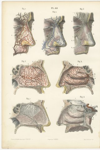 Vessels and Olfactory Nerves of the Nose, Antique Hirschfeld Anatomy Print, 1866, view 2