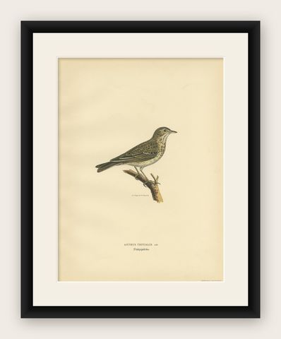 Antique Bird Print of the Tree Pipit by a Swedish Taxidermist, 1927, shown framed