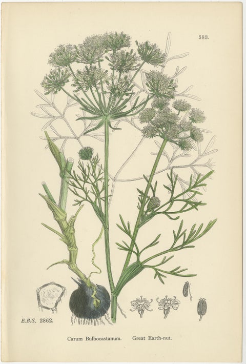 Hand-Colored Botanical Engravings of Caraway and Earth-Nut Species, 1902, view 4