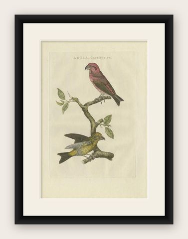 Antique Bird Print of the Crossbill by Sepp & Nozeman, 1797, shown framed
