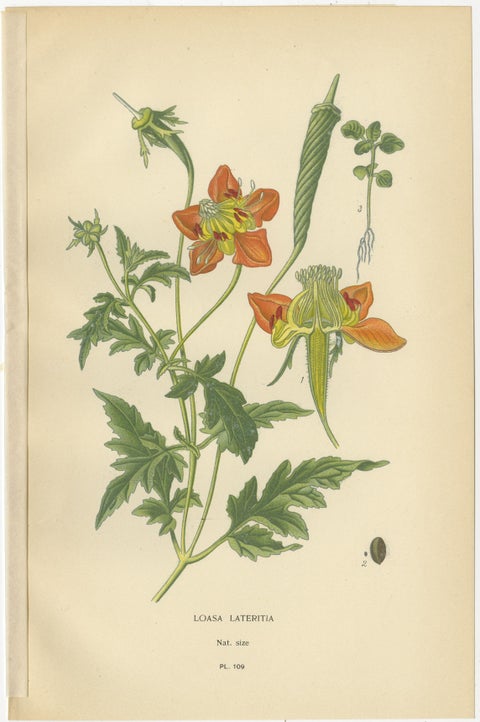 Antique Botanical Prints: Loasa Lateritia, Mentzelia Lindleyi & Passion-Flower, view 2