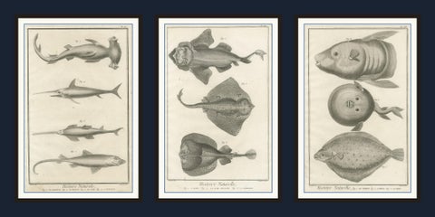 Decorative Set of Three Antique Fish Prints - Ornamental History Prints, ca.1770, view 5