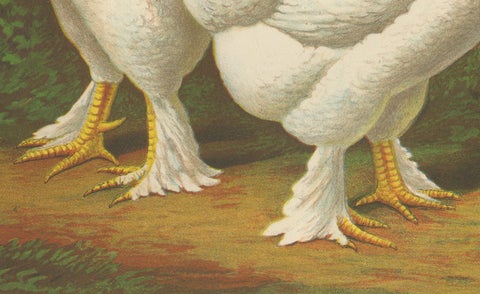 The Regal Light Brahma - A Rare 19th Century Poultry Lithograph, 1888, close-up 2