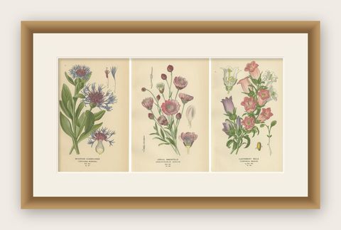 1897 Antique Botanical Prints, Cornflower, Immortelle, Canterbury Bells, shown framed