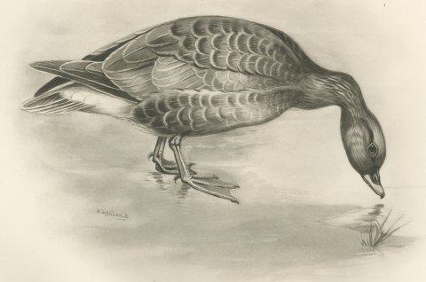 Pink-footed Goose Feeding at the Water's Edge after Lilian Medland, c. 1909, close-up 1