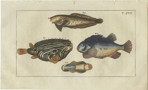 Set of 4 Antique Fish Prints - Snake Blenny - Lumpfish - Snipefish, view 4