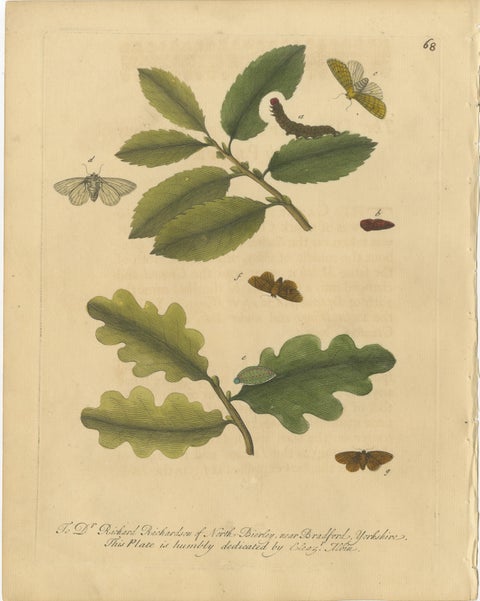 Antique Entomology Print, English Insects on Oak & Elm, Albin 1720, view 6