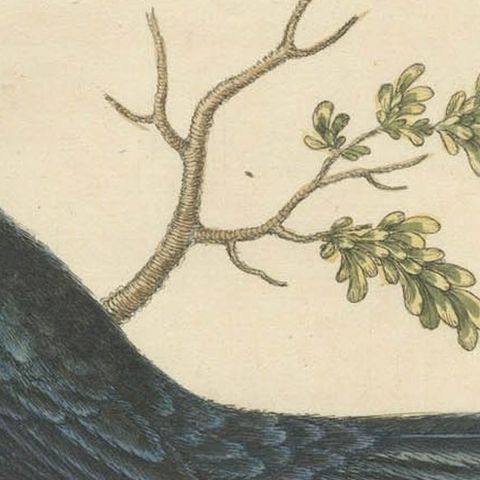 The Black Indian from George Edwards' A Natural History of Uncommon Birds (1743), close-up 3