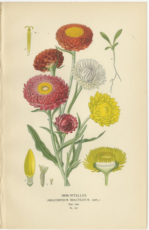 Antique Botanical Prints Trio: Immortelles, Youth and Age, Sunflower, 1897, view 2