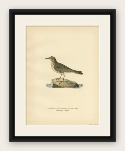 Nice Antique Bird Print of the Water Pipit, 1927, shown framed