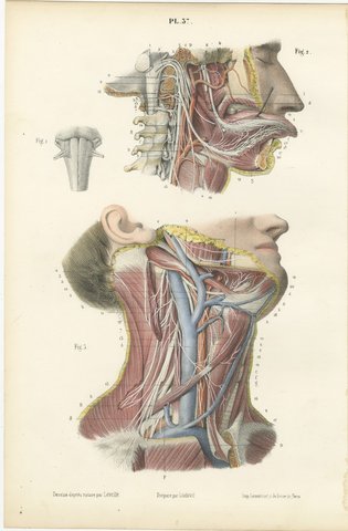 Nerves of the Neck, Antique Hirschfeld Anatomy Print, 1866, view 2