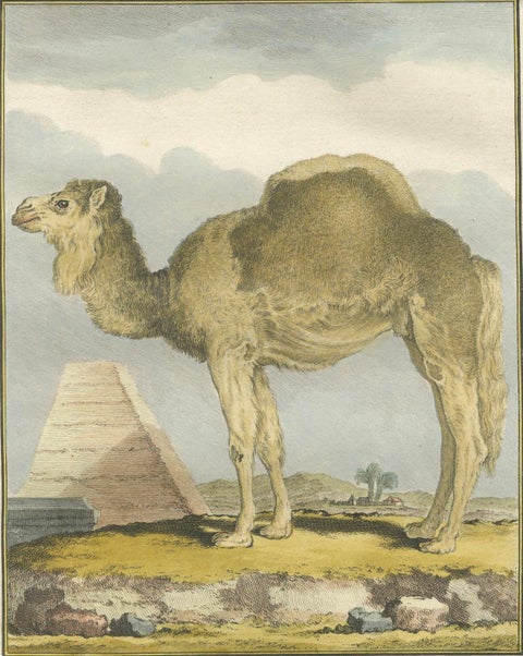 Antique Dromedary Camel Engraving, Buffon Hand-Coloured Print Amsterdam 1769, close-up 3