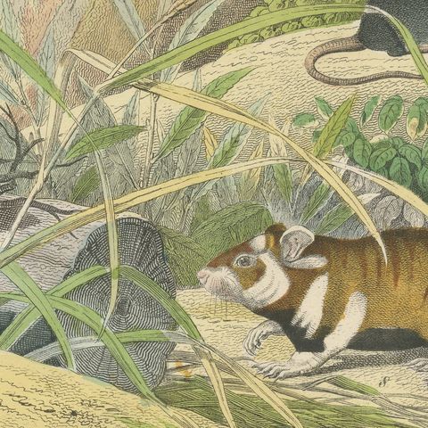 Antique Beaver and Red Squirrel Print with Hamster and Guinea Pig, circa 1890, close-up 3