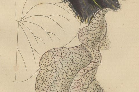 Antique Botanical Print of Aristolochia à Fleurs Labellées - 19th Century, close-up 2