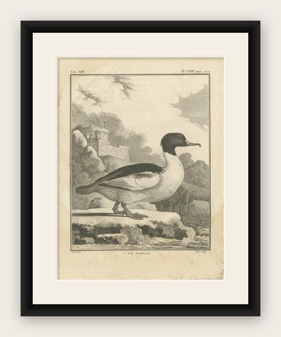 Antique Bird Print of a Common Merganser by Buffon, 1766, shown framed