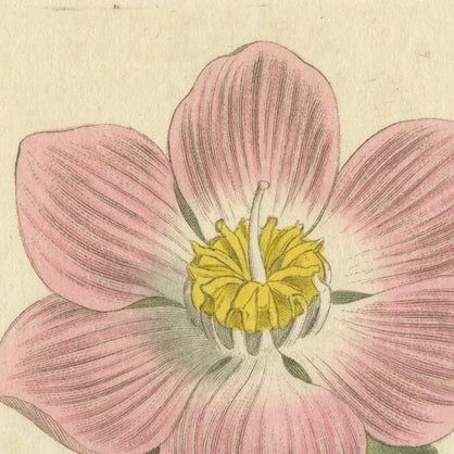 Elegant Pink Quill in Full Bloom: An 18th Century Botanical Ilustration, close-up 4