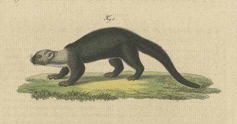 Original Hand-Colored Antique Print of a Weasel and Fox species, close-up 2