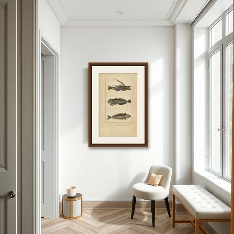 Antique Print of the Common Dragonet and Other Fish Species, circa 1844, shown framed in a room