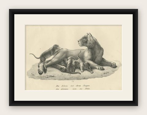 Original Antique Print of a Lioness and Her Cubs, shown framed