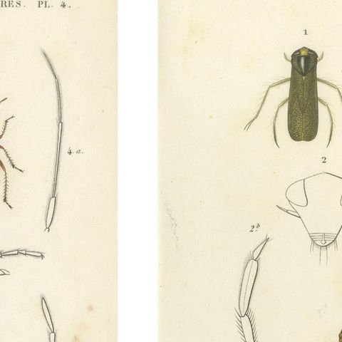 Antique Hemipteres Pair, Shield Bugs & Water Bugs, French Natural History, 1800, close-up 1