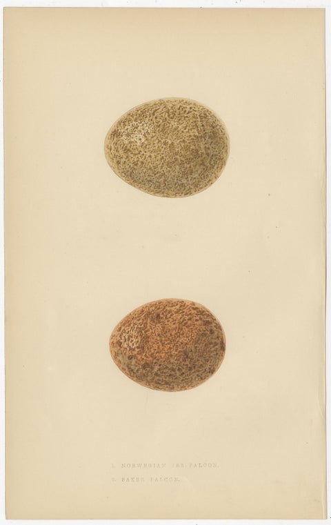 Set of 3 Antique Bird Prints of Two Falcons and Their Eggs, circa 1860, view 4
