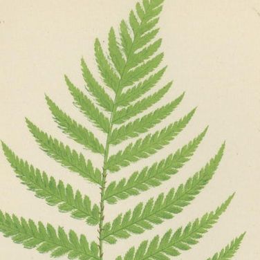 Set of 3 Antique Fern Prints - Aspidium Pubescens, Elongatum, Dilatatum (c.1868), close-up 1