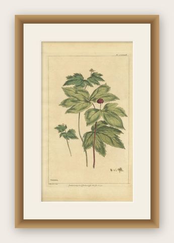 Antique Botany Print of Hydrastis Canadensis, '1759', shown framed