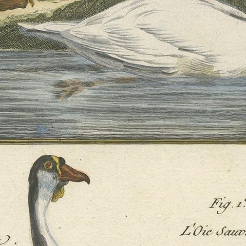 Antique Bird Print of Geese by Bonnaterre, 1790, close-up 2