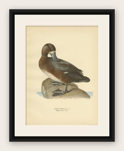 Antique Bird Print of the Male Greater Scaup by Von Wright, 1929, shown framed
