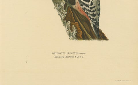 White-Backed Woodpecker Pair on Woodland Trunk, Swedish Bird Print, 1929, close-up 4