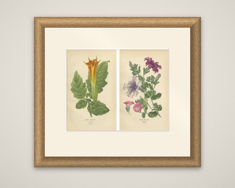 1897 Decorative Old Botanical Prints, Datura Sanguinea and Hybrid Petunias, shown framed