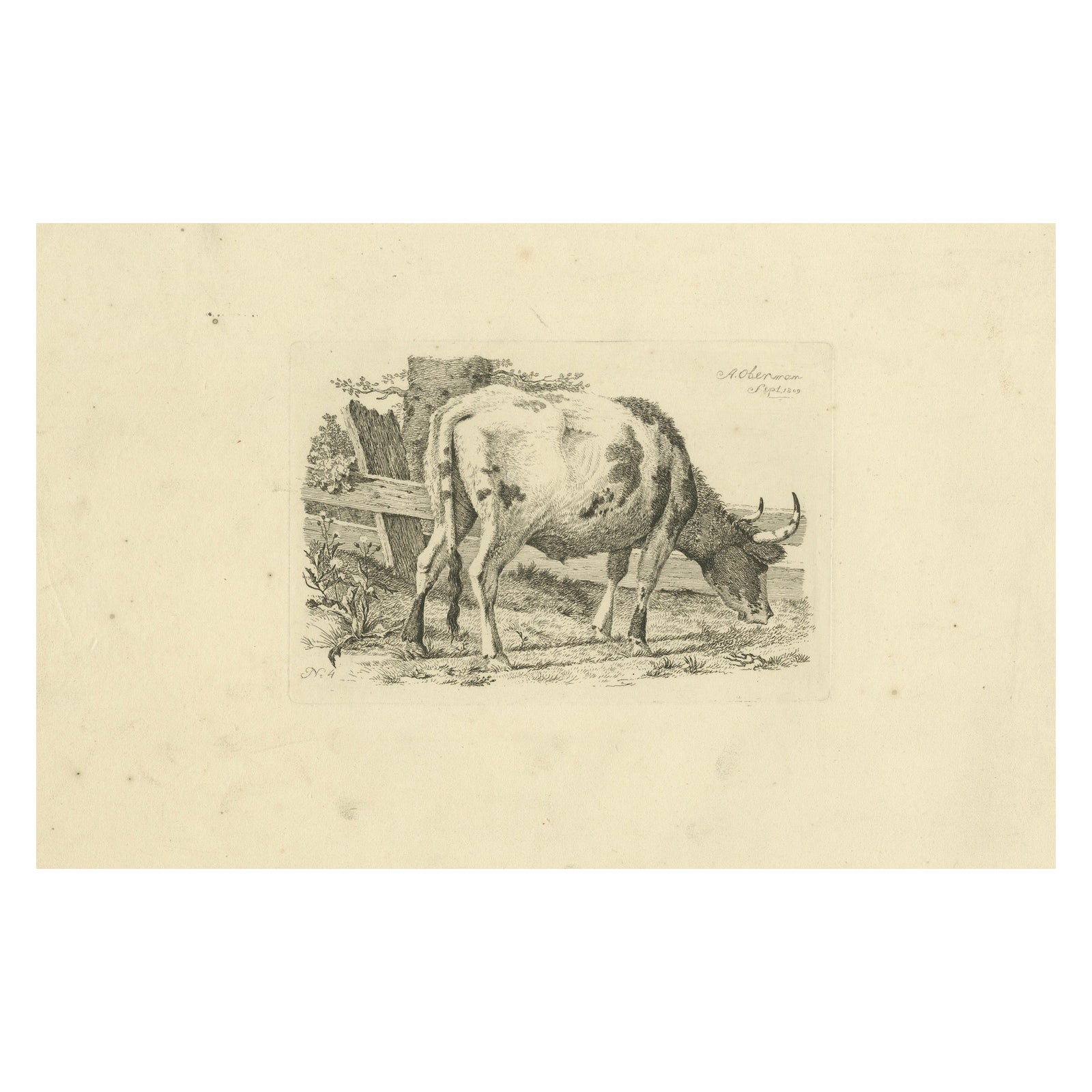 Etching of Grazing Cow by Fence: Farm Scene, Produced by A.Oberman in 1809
