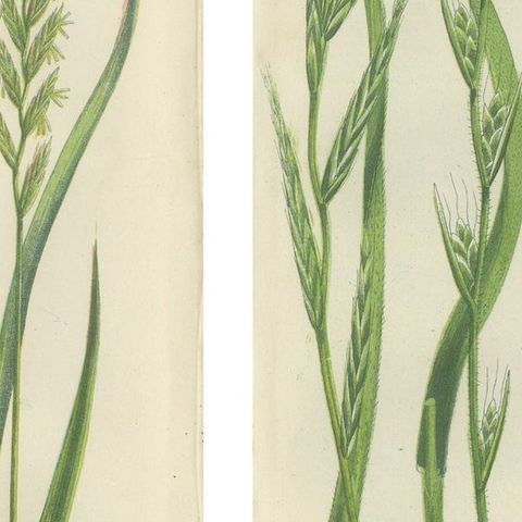 British Rushes, Pair of Victorian Botanical Engravings, 1873, close-up 2