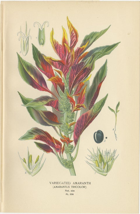 1897 Botanical Prints, Love-Lies-Bleeding, Variegated Amaranth, and Cockscomb, view 3