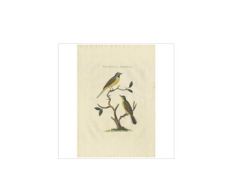 Antique Bird Print of the Yellow Wagtail by Sepp & Nozeman, 1829, view 3