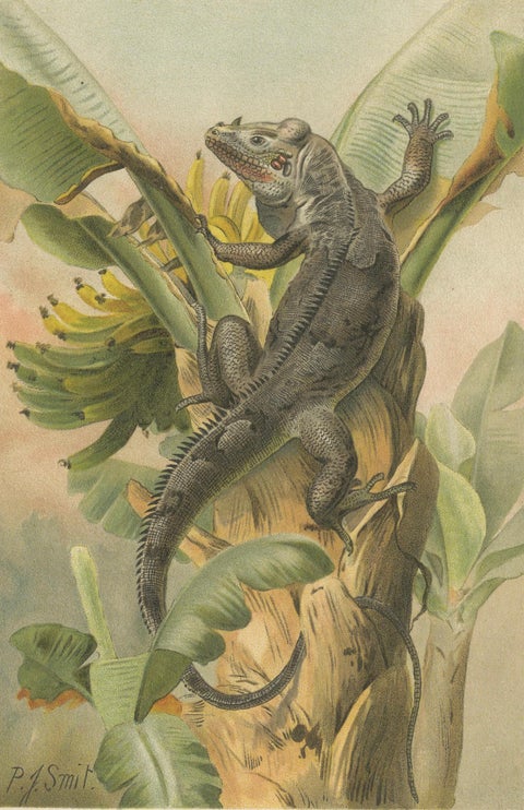 The Black Iguana on Banana Tree, Antique Reptile Natural History Print, 1895, close-up 1