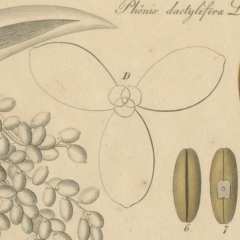Antique Botanical Print of Coconut Palm, Copper Engraving, c.1831, close-up 4