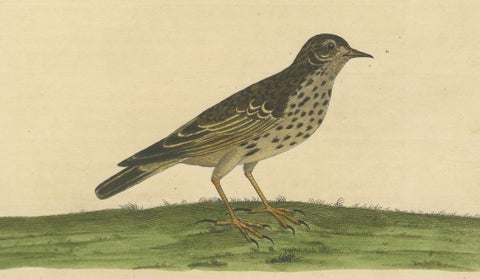 Antique Hand-Colored Engraving of The Pipit or Small Lark by Eleazar Albin, 1730, close-up 2