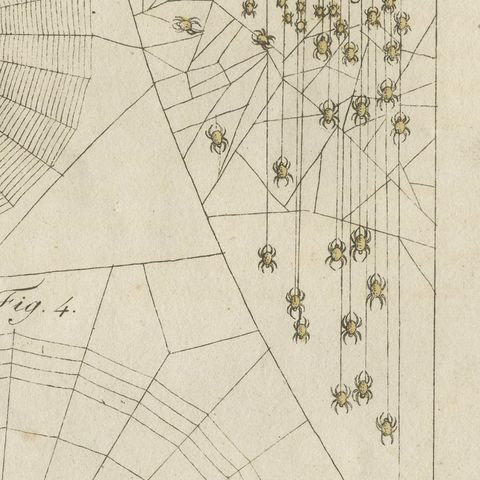 Spider Webs with Hatching Spiderlings, Antique Bertuch Print, circa 1805, close-up 6
