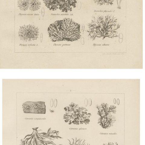 Antique Lichen Prints Set of 6, German Botanical Lithographs 1874, close-up 2