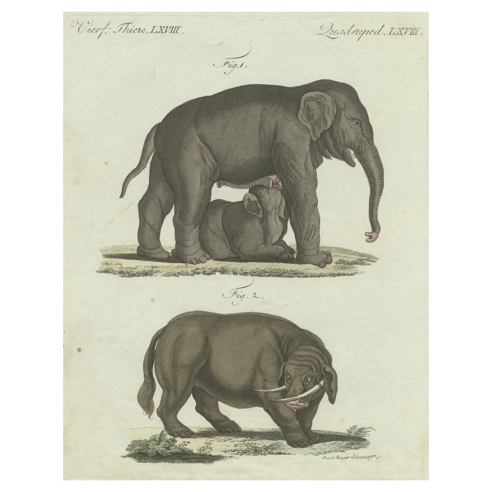 Rare 1802 Hand-Colored Print of Indian Elephants and Mythical Sukotyro